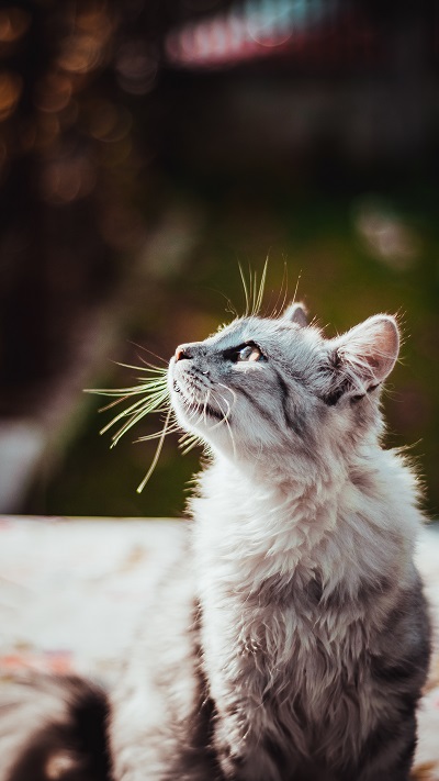 cat staring intently