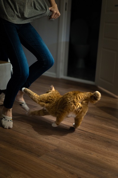 cat attacking person's feet