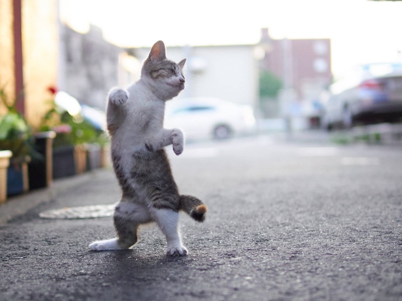 cat standing on hind legs