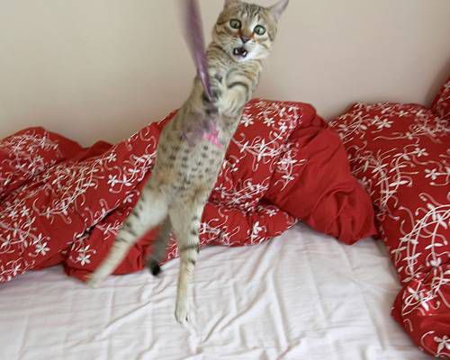 cat swinging from rope, looking alarmed