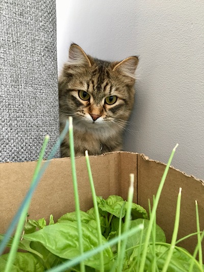 cat strign at box of plants