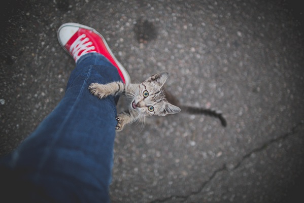 cat climbing up pant leg