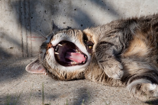 cat yawning