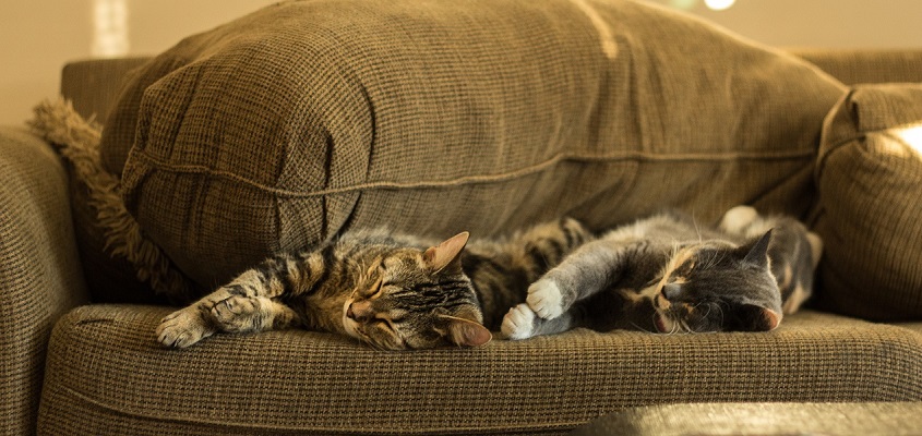 cat sleeping on a couch