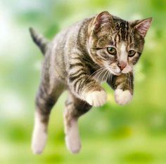 cat leaping through the air