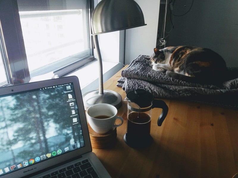 cat sleeping on desk