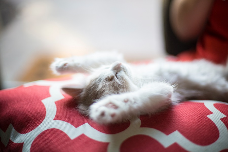 cat asleep face up, splayed