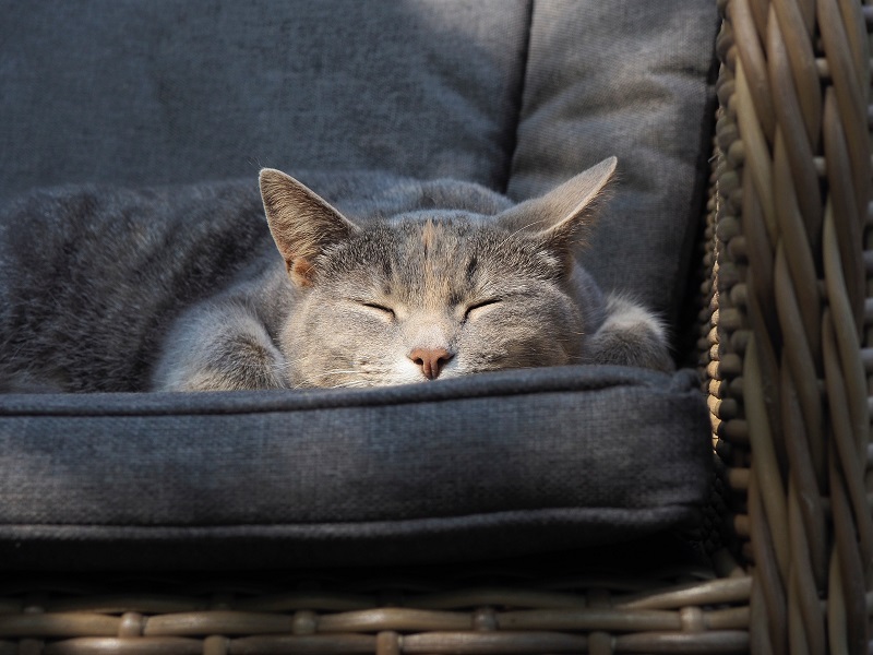 cat asleep on couch