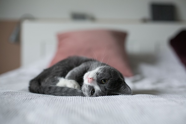 kitten curled up on bed