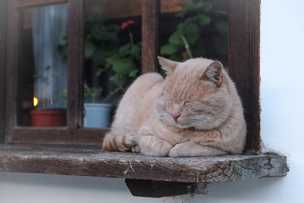 cat asleep on window sill