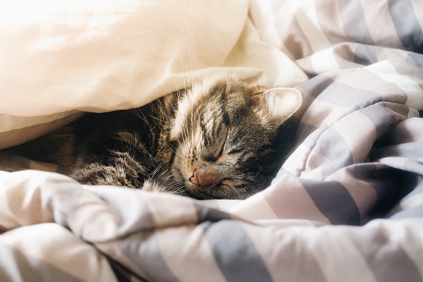 cat under blanket